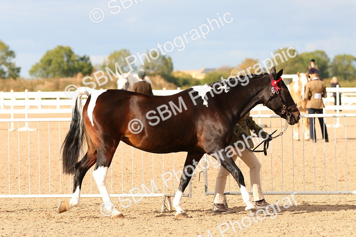 SBM_18340 - Class 318 - IH Part Bred Horse Pony