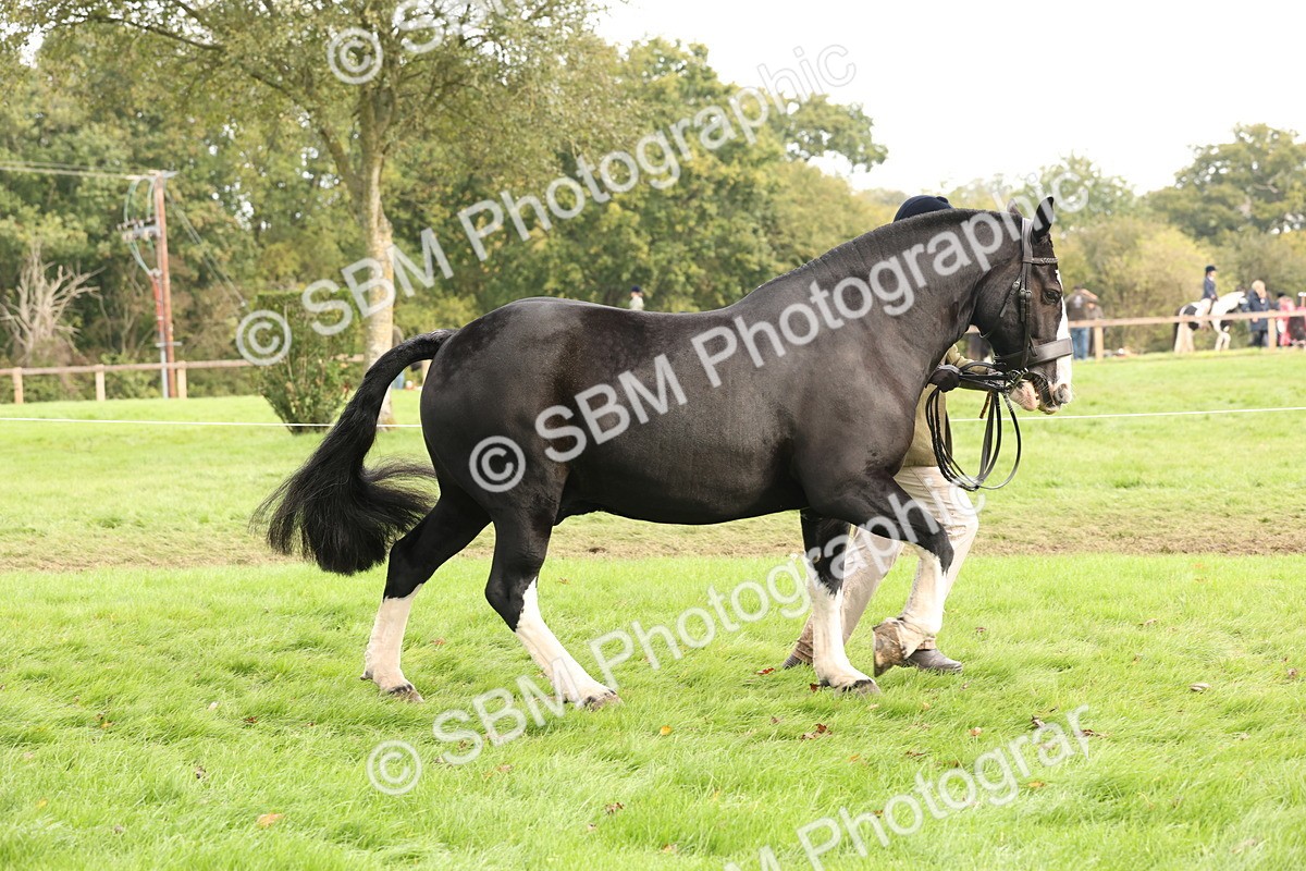 SBM_57493 - S56 - Show Cob in Hand