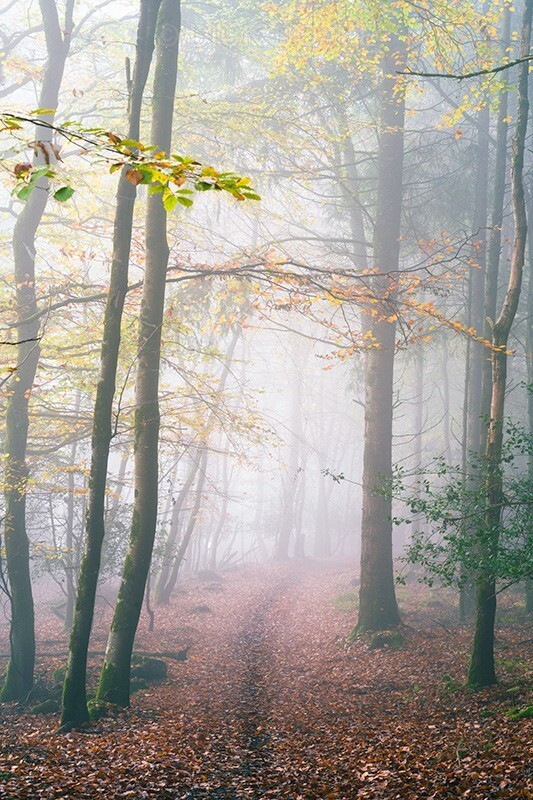 pathway in Autumn - Mood and mist with some lumen added