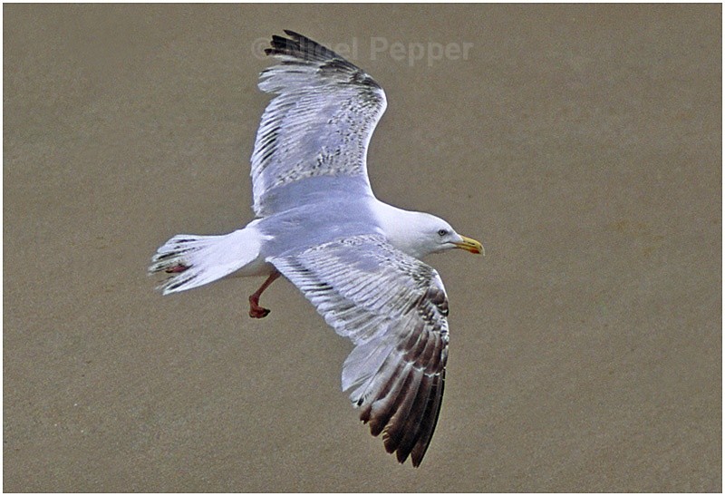 June 19th 2006 - Leggy the Herring Gull