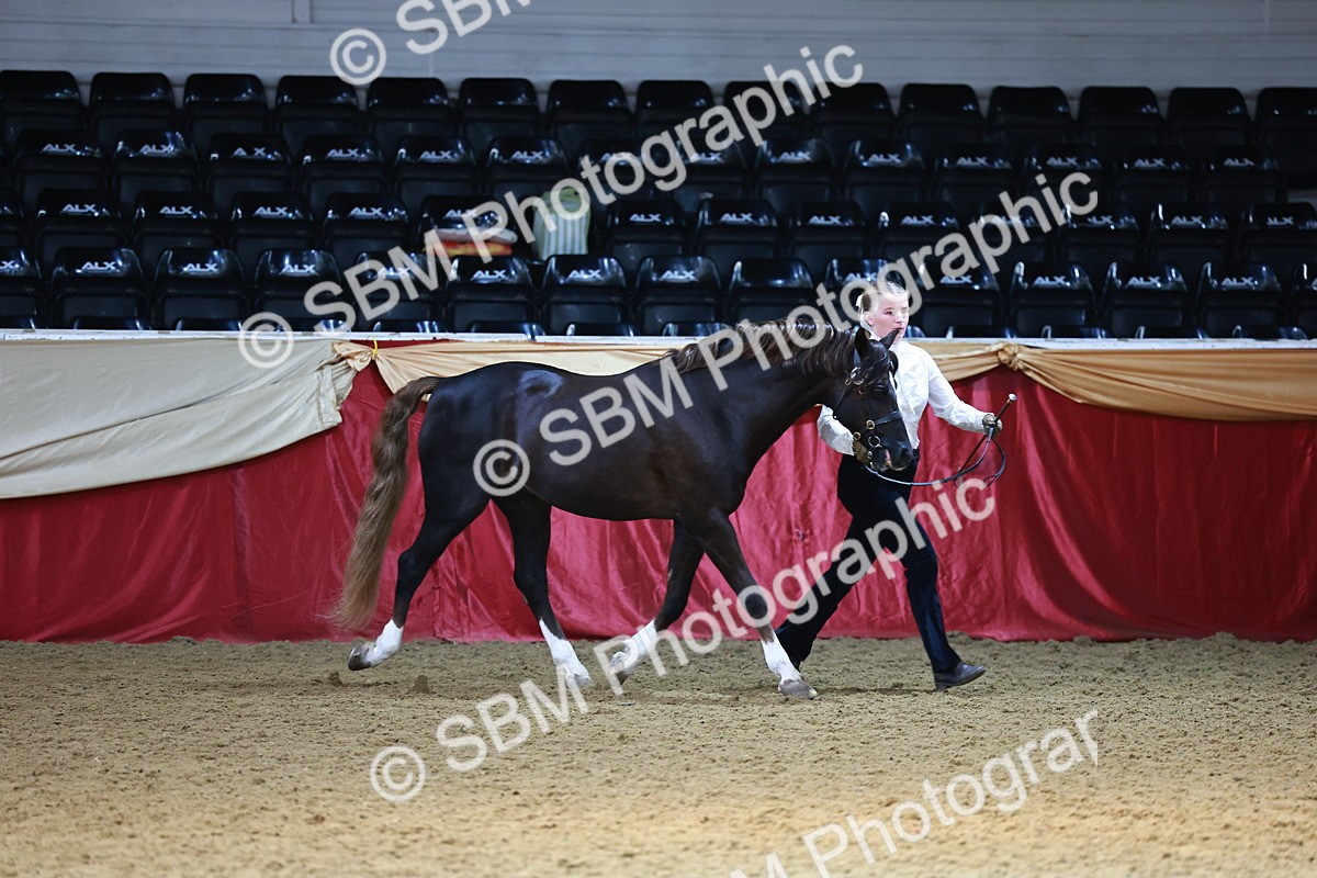 SBM_23097 - Class 903 - Supreme Final - IH Pre Vet