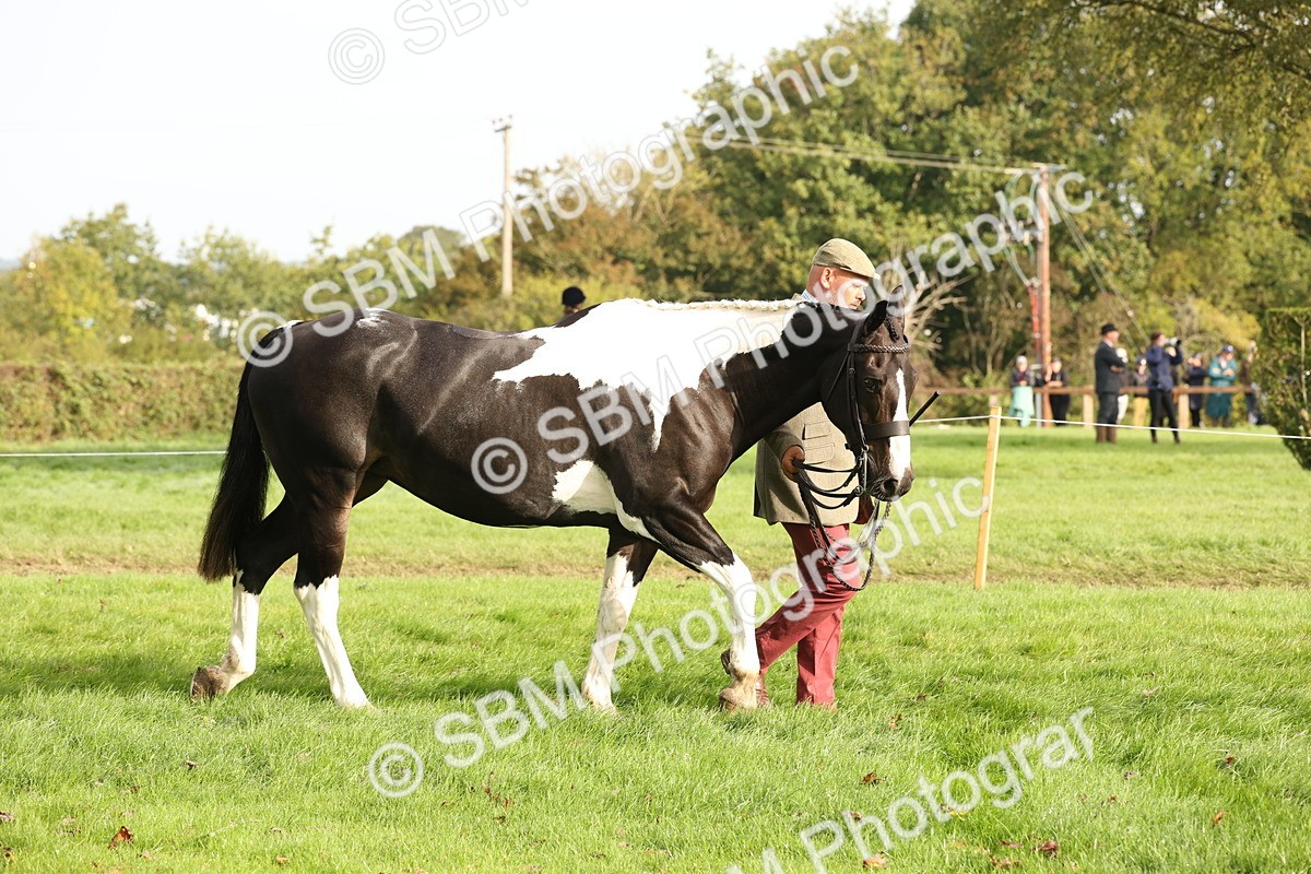 SBM_56773 - S54 - Piebald & Skewbald Horse In Hand