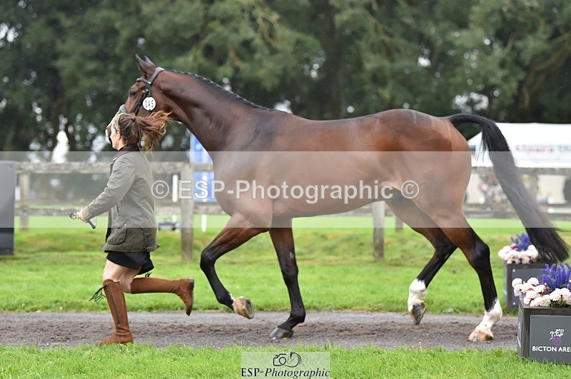 231018-123458-00378 - 045-HILDARE.REGARDE.MOI-Danielle.Mccormack-TrotUp