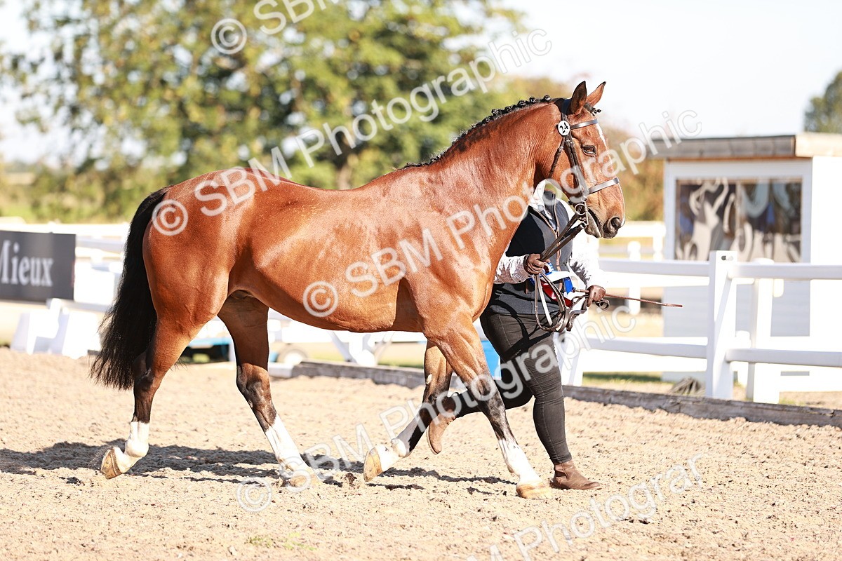 SBM_11235 - Class 401 - IH  Veteran horse