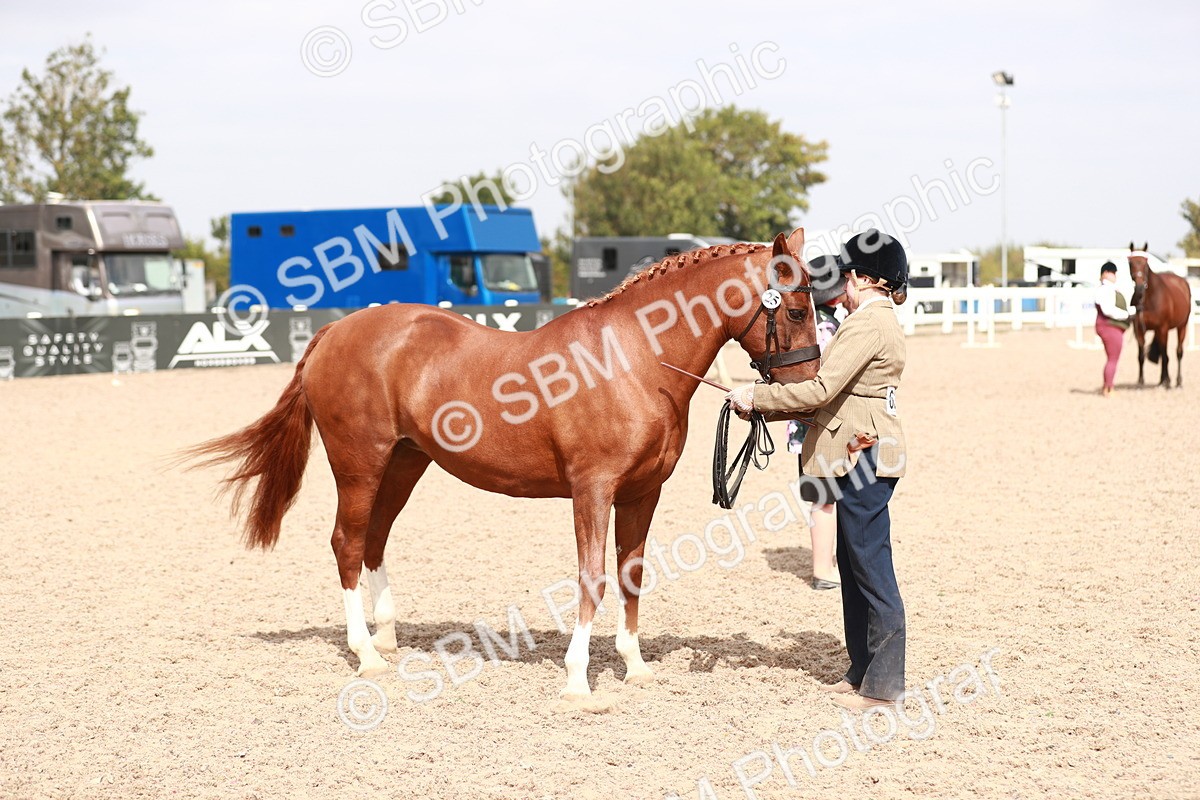 SBM_13238 - Class 208 IH Veteran Horse