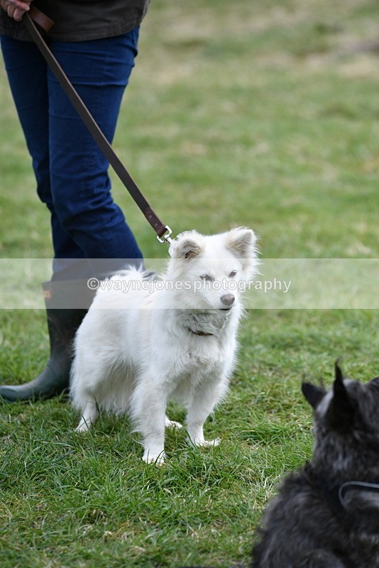 WJ5_9375 - Class 1 Best Cross Breed / Heniz 57