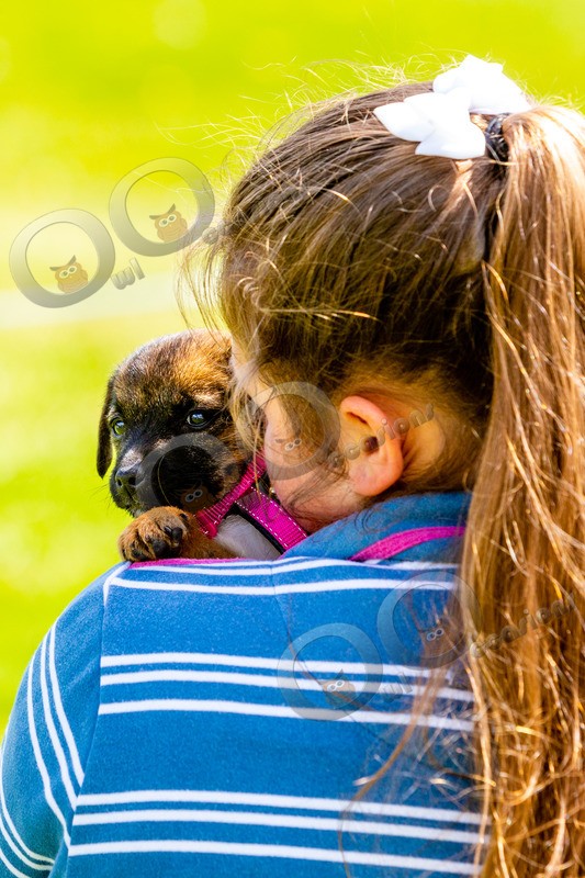 puppy-7683 - Pet Photography