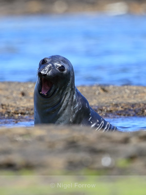 Southern Elephant Seal open mouth, Carcass Island, Falklands - Seal