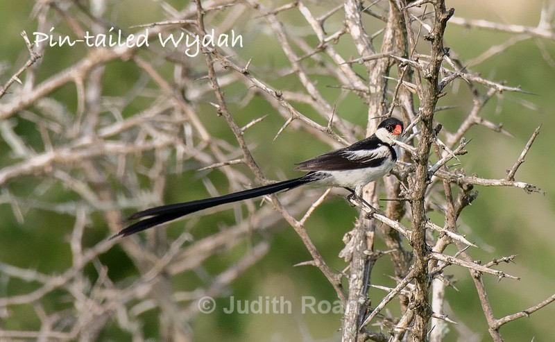  - South Africa Birds and Mammals