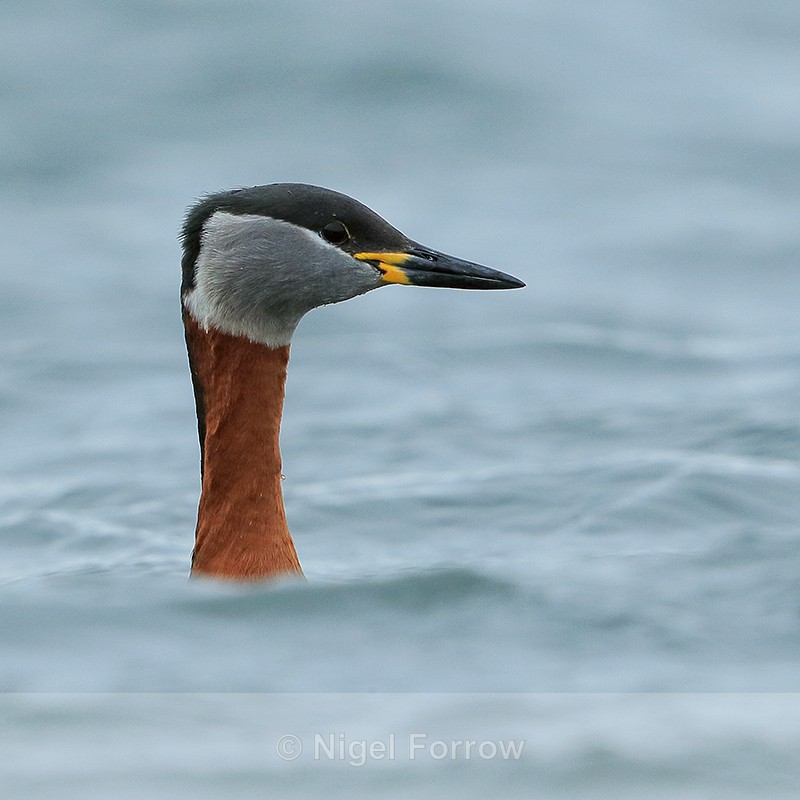 Red-necked Grebe, head shot above waves, Farmoor Reservoir - Red-necked Grebe