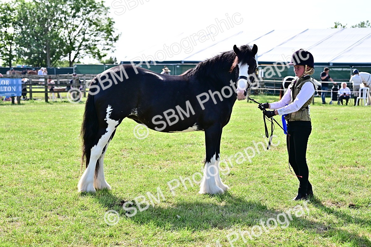 SBM_10179 - Class 63-65 - Traditional Gypsy Cobs In Hand & Ridden
