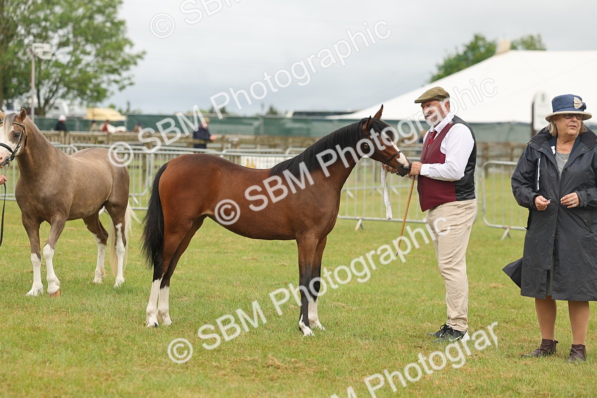 SBM_02157 - Class 50-57 - M&M Welsh Pony In Hand