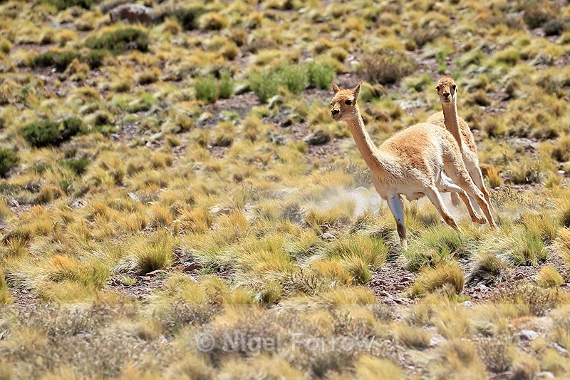 Vicunas turning on the run, near Salar de Talar, Atacama Desert, Chile - Vicuna