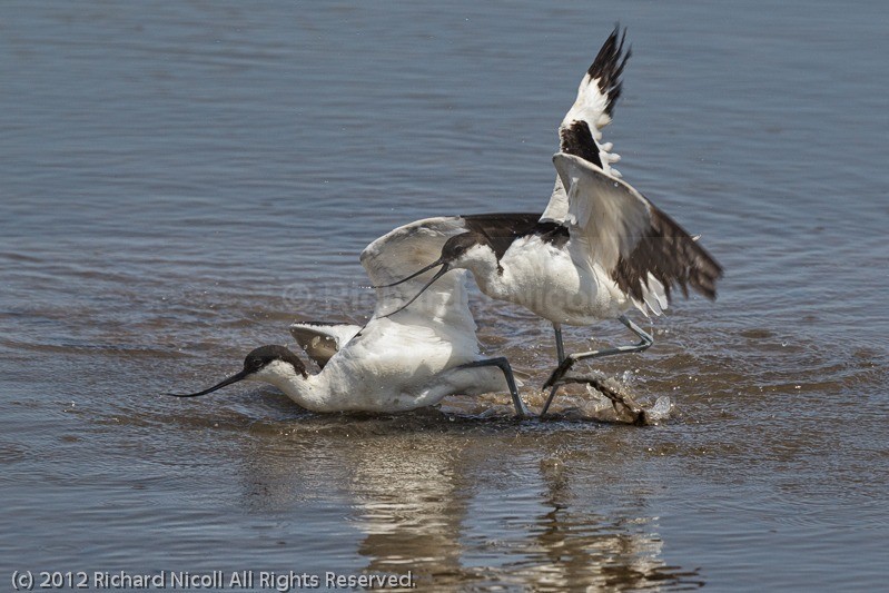 Avocets (Recurvirostra avosetta) fighting - Avocet (Recurvirostra avosetta)