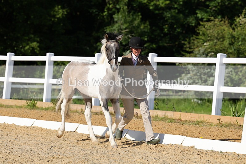 1X9A0641 - Class 3: Youngstock 1, 2, 3 year old not to exceed 153cm