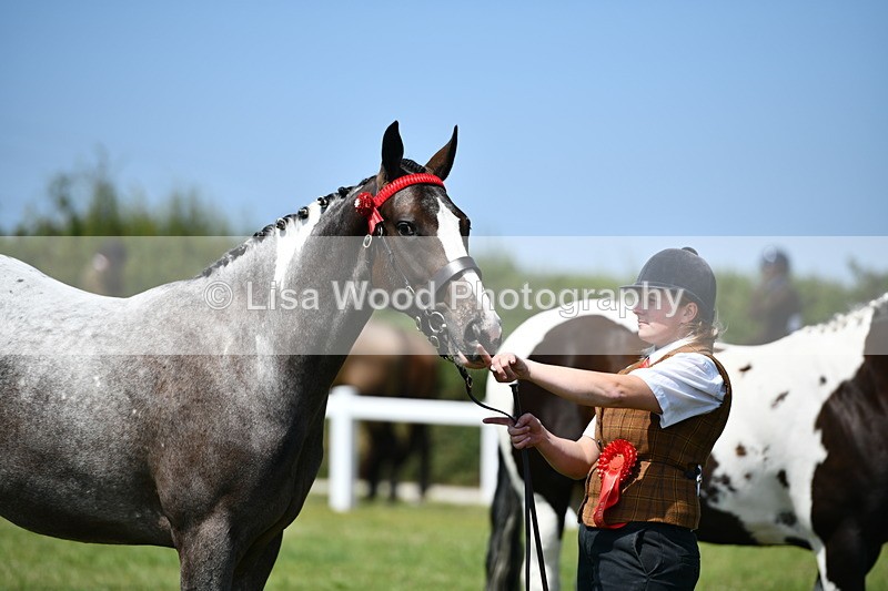 DSC_7945 - Coloured Horse In Hand Championship
