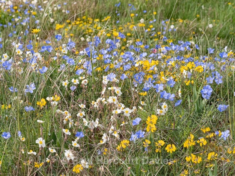Perennial flax (Linum perenne)  - Gargano - Flowers in the Landscape