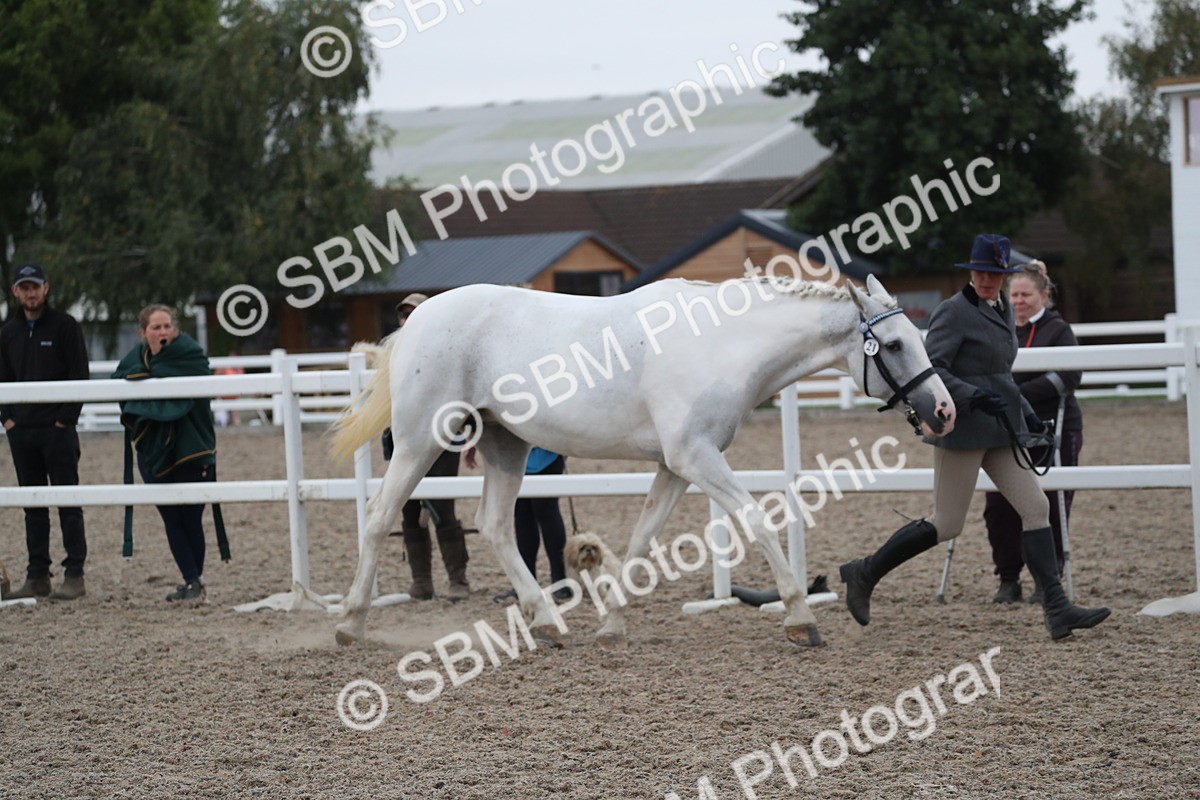 SBM_18346 - Class 318 IH Part bred Horse/Pony