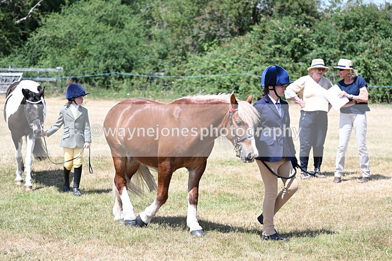 WJ7_2208 - Class 5 Most Handsome Gelding (up to 14.2hh) in hand