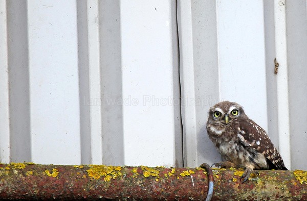 Little Owl in disused  Bristol Building - Birds, swans and gulls