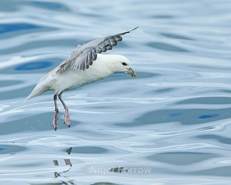 Fulmar landing on water, Grundarfjörður, Iceland - Fulmar