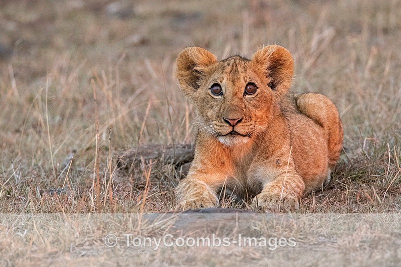Lion cub - Mara North ~ Cats