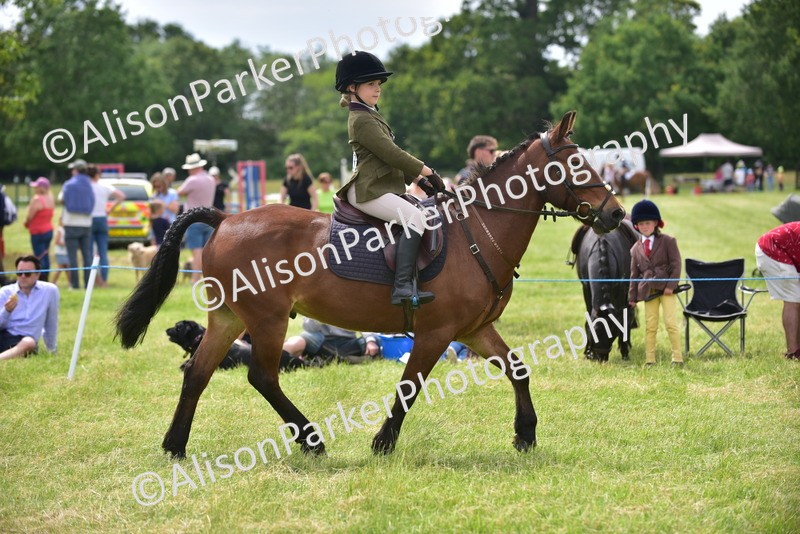 20260614-3981 - Class 16 - Handsome Gelding