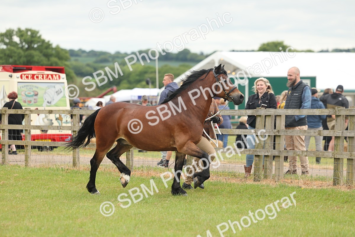 SBM_04854 - Class 50-57 - M&M Welsh Pony In Hand