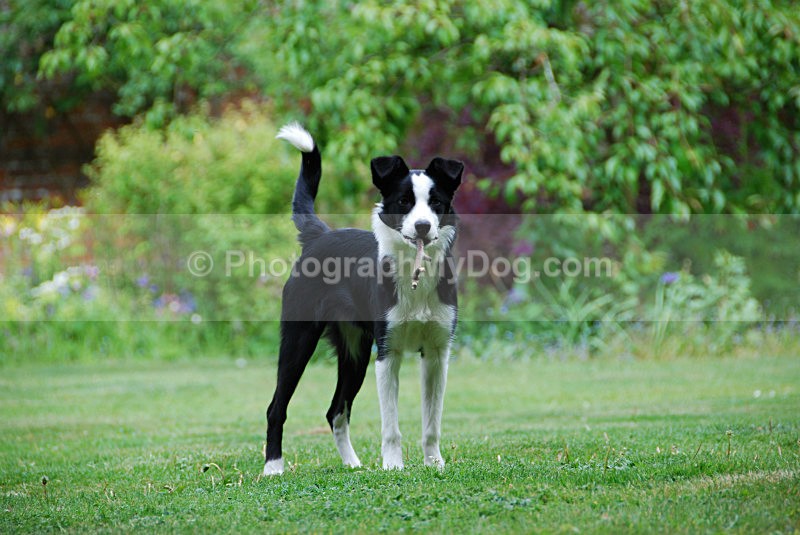  - Working Sheep Dogs