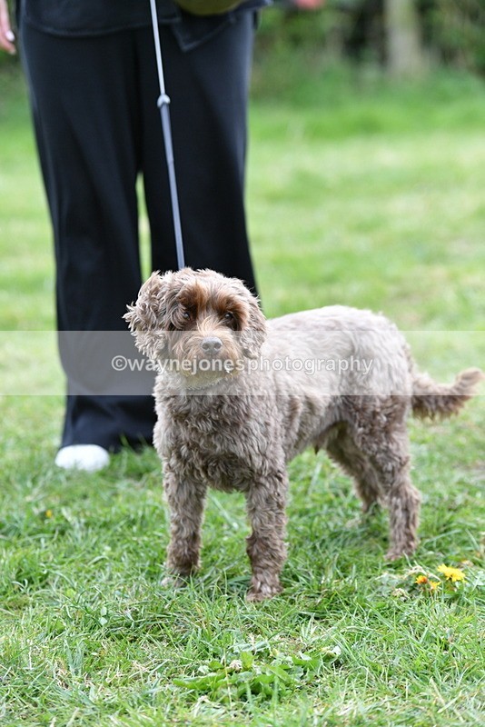 WJ5_9383 - Class 1 Best Cross Breed / Heniz 57