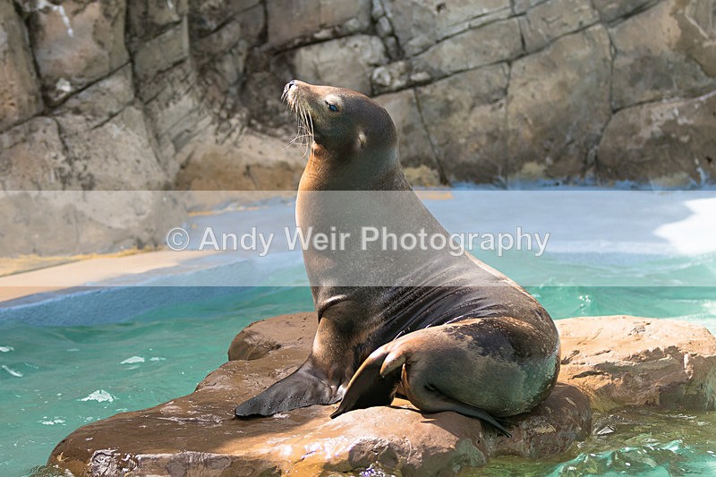 20150725-8E0A0298 - Captive Animals