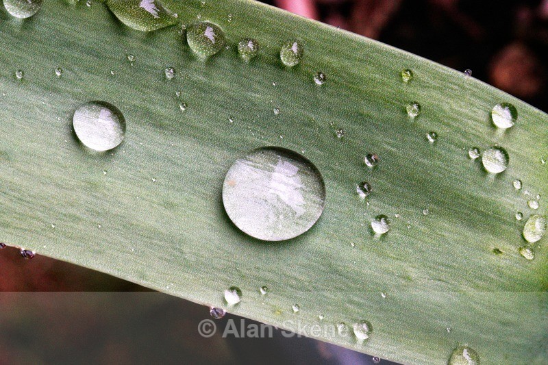 DSC00698 - Droplets