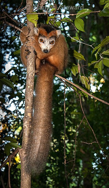 Male crowned lemur - Exhibition acceptances