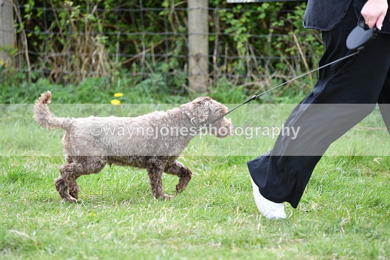 WJ5_9199 - Class 1 Best Cross Breed / Heniz 57