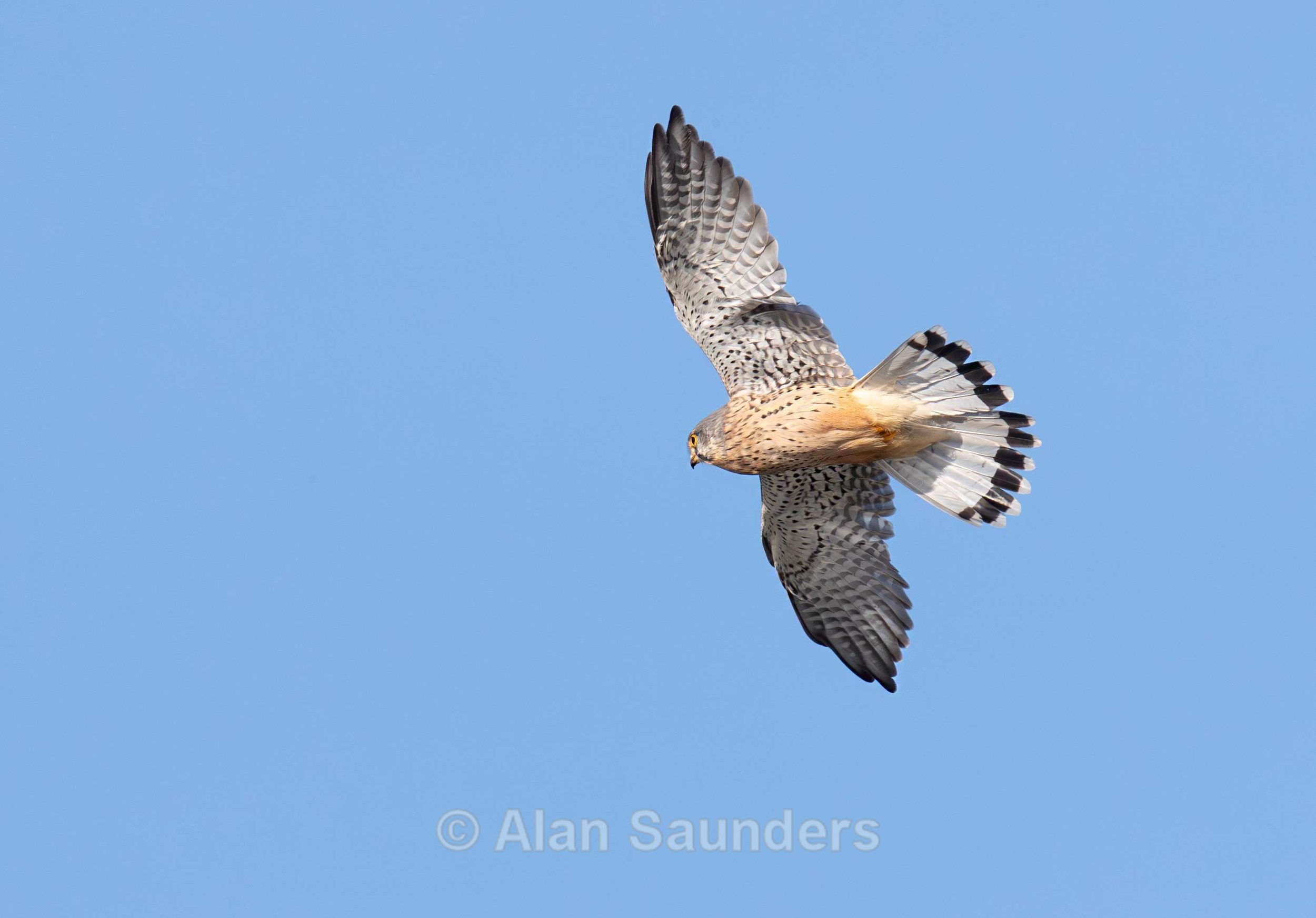 Kestrel 1