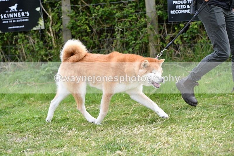 WJ5_9978 - Class 5 Best Veteran / 7 years & over