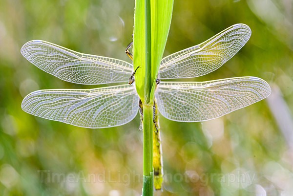 Teneral Black-tailed Skimmer - Dragonflies & Damselflies