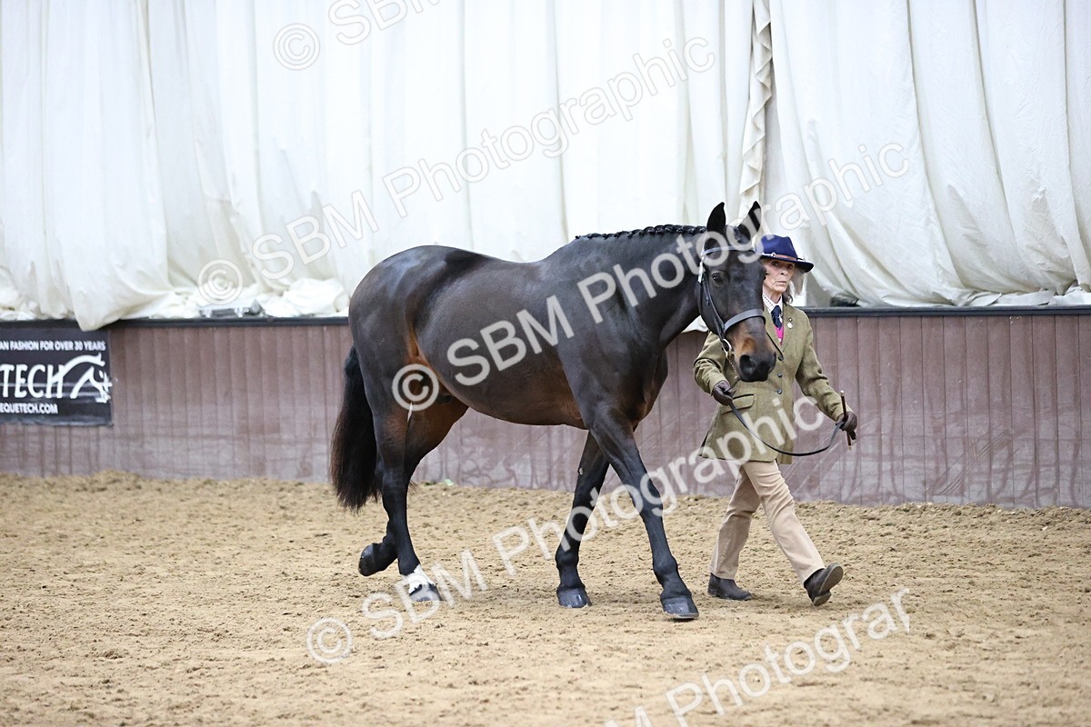 SBM_5717 - Class 3 - BSHA In Hand Show Hunter