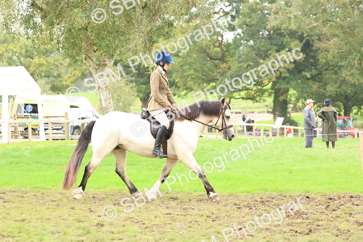 SBM_69560 - S62 - Mountain & Moorland Ridden Large Breeds