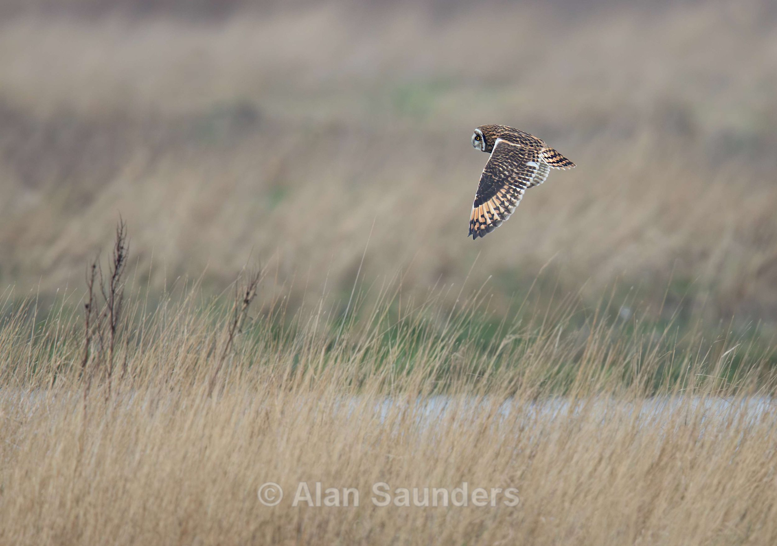 Short Eared Owl