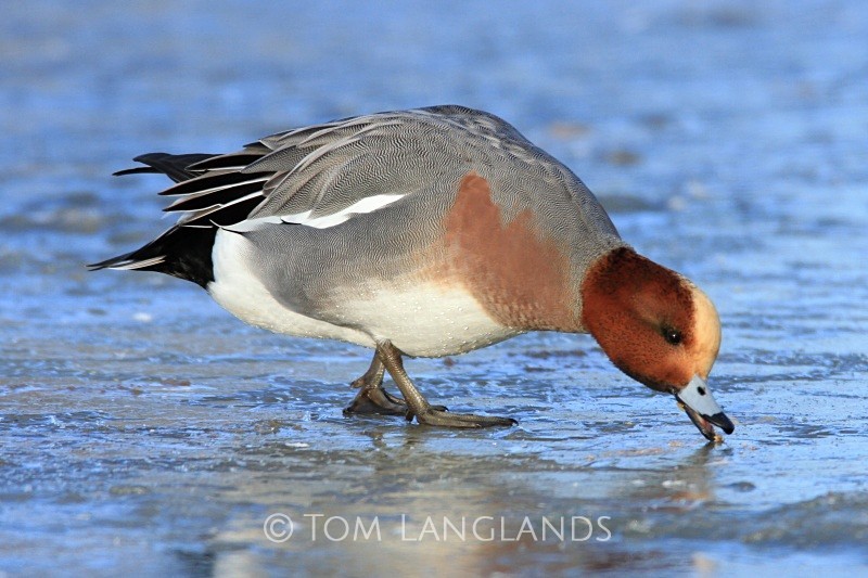 Wigeon - Wildfowl