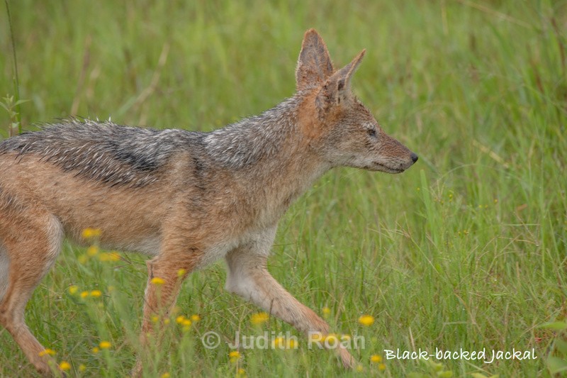  - South Africa Birds and Mammals