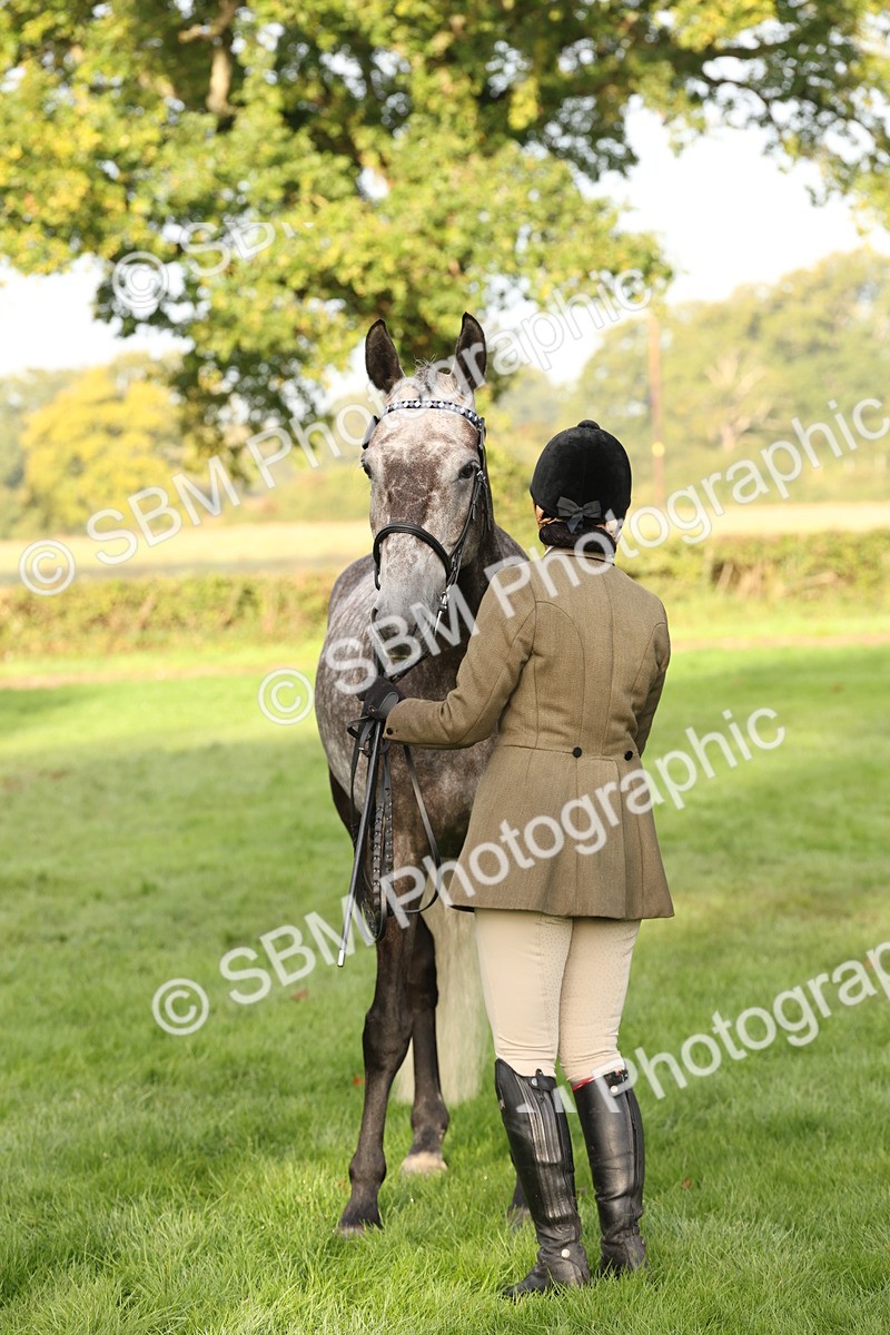SBM_54967 - S52 - Riding Horse & Hack & thoroughbred In Hand