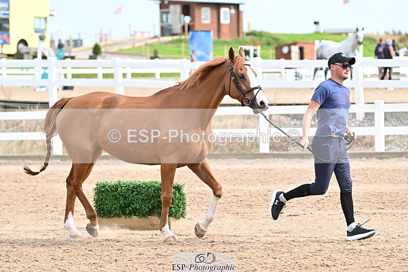 240717A-164309-03498 - Trot Up 4pm to 5pm