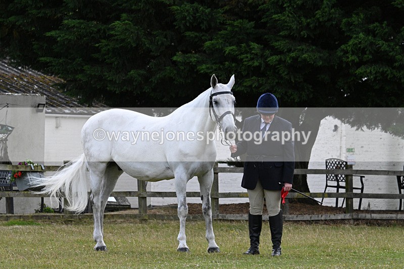 WJ7_7187 - Class 5a Most Handsome Gelding in Hand