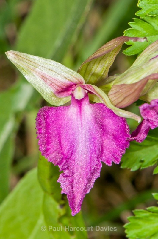  - Orchids - Serapias