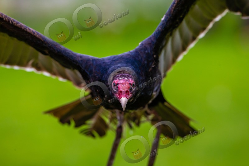turkey vulture Cathartes aura-5023 - BoP from around the world