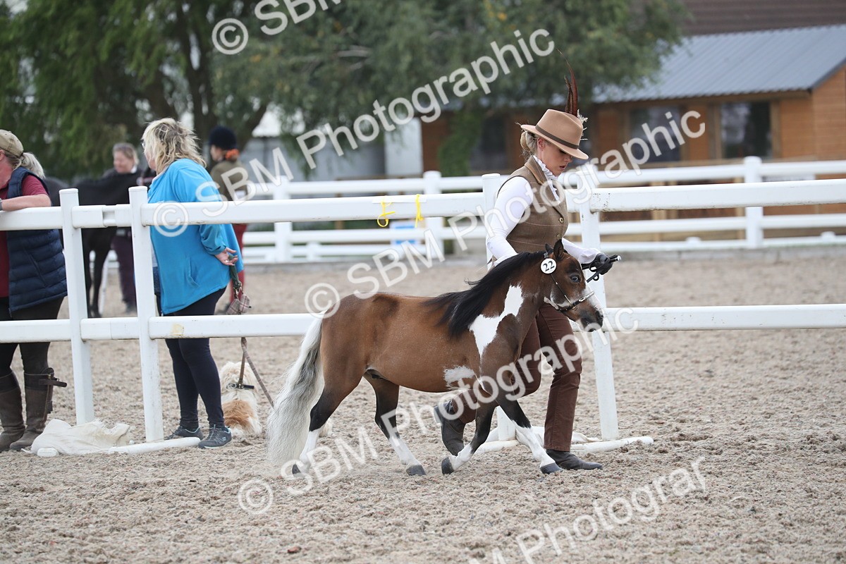 SBM_17938 - Class 317 IH Pure bred Horse/Pony