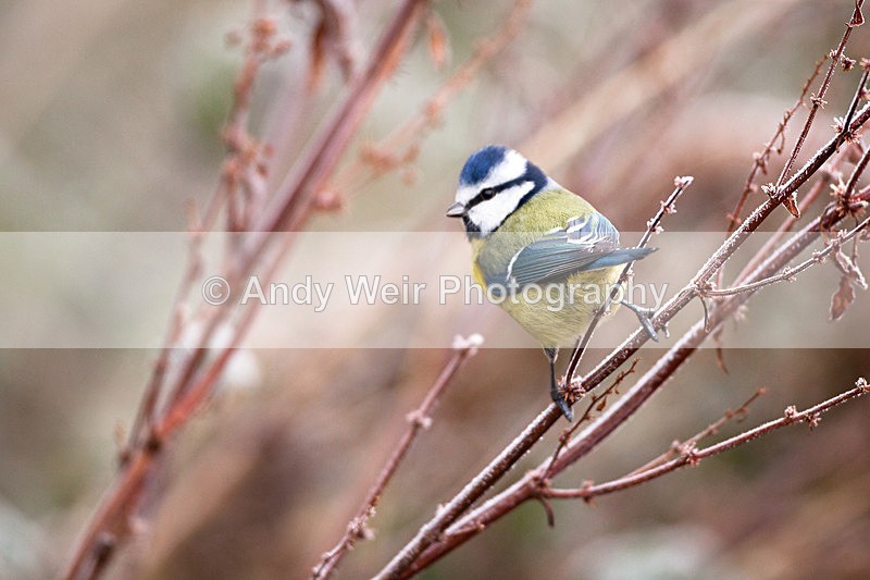 20121202-_MG_1312 - Blue Tit