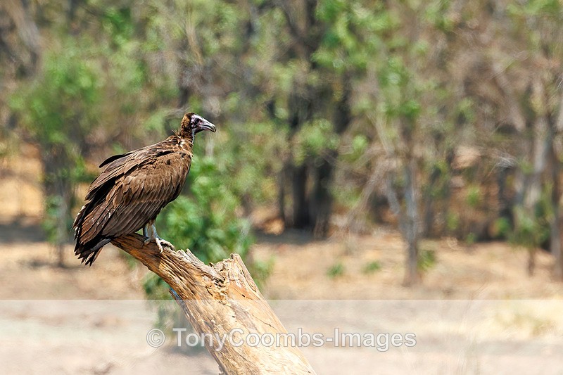 Hooded Vulture - Mana Pools ~ The Birds